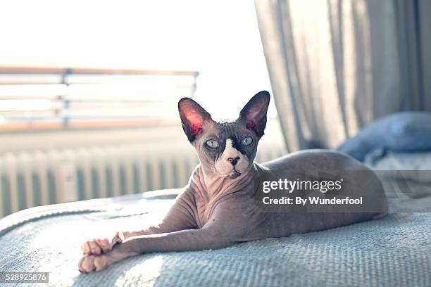 sphynxcat lying on the couch being lazy with paws crossed - sphynx hairless cat stock pictures, royalty-free photos & images