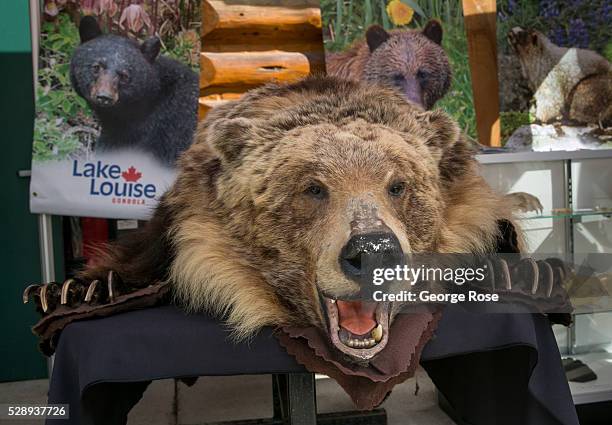 Stuffed grizzly bear is displayed at a Lake Louise Ski Resort information booth on April 23, 2016 at Lake Louise, Alberta, Canada. Banff is Canada's...