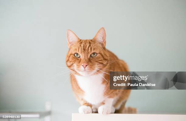 red ginger cat on top of shelf - rötliche katze stock-fotos und bilder