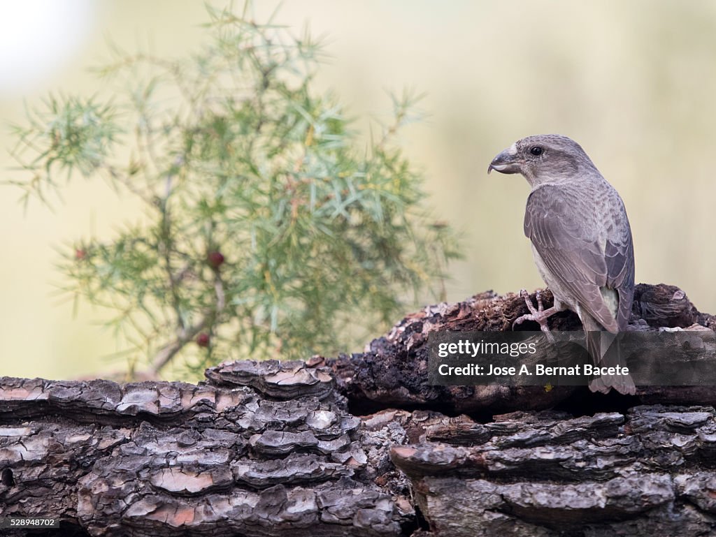 Bird piquituerto common, female, (Loxia curvirostra), of the family of the fring��lidos.