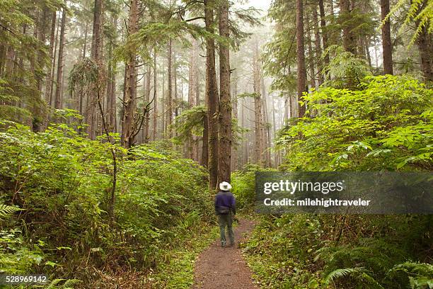 foggy forest hiker on olympic national park trail washington - olympic national park stockfoto's en -beelden