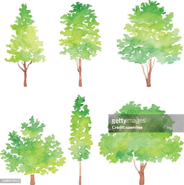 illustrazioni stock, clip art, cartoni animati e icone di tendenza di acquerello gruppo di alberi - acquerello
