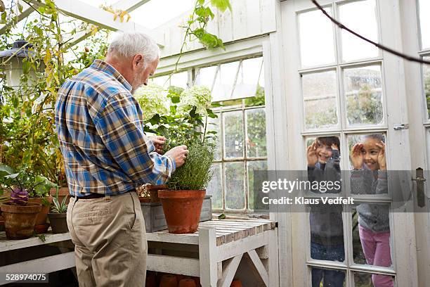 senior man nurturing plants in greenhouse - elder plant stock pictures, royalty-free photos & images