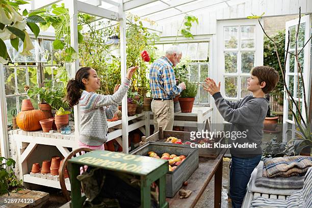 kids playing with tomatoes in greenhouse - throwing tomatoes stock pictures, royalty-free photos & images