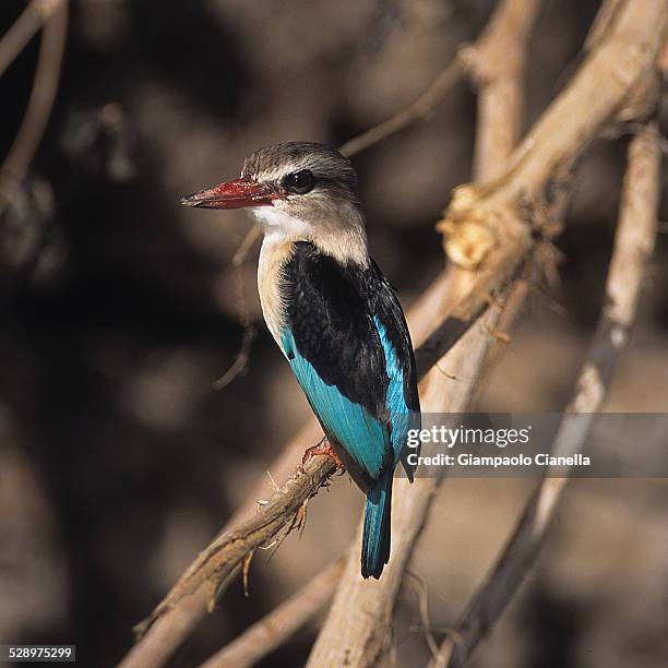 brownhooded kingfisher in the selous game reserve - selous game reserve stockfoto's en -beelden