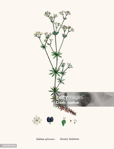 bedtraw medicinal plant against skin ailments, wounds, burns - galium stock illustrations