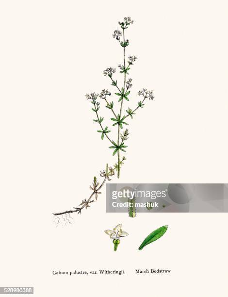 bedtraw medicinal plant against skin ailments, wounds, burns - galium stock illustrations