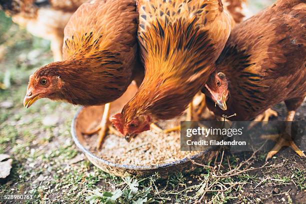 fattoria di pollo - feeding foto e immagini stock