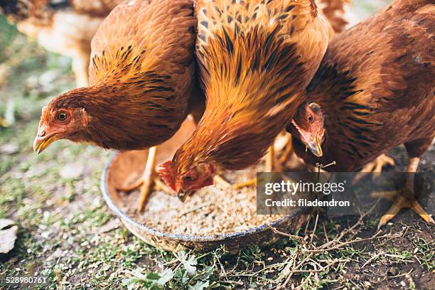 farm chicken - poultry feed stock pictures, royalty-free photos & images