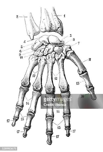 antique medical scientific illustration high-resolution: hand bones - metacarpal stock illustrations