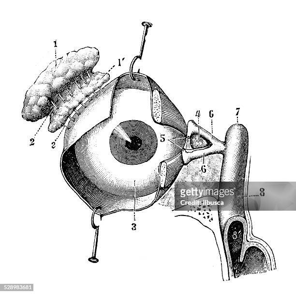 ilustraciones, imágenes clip art, dibujos animados e iconos de stock de anticuario científica médica ilustración de alta resolución: aparato lagrimal - ojos abiertos