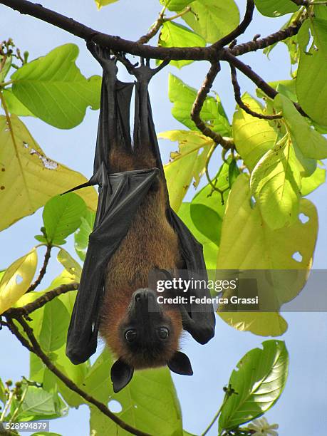 indian flying fox hanging upside down from a tree - pteropus giganteus stock pictures, royalty-free photos & images