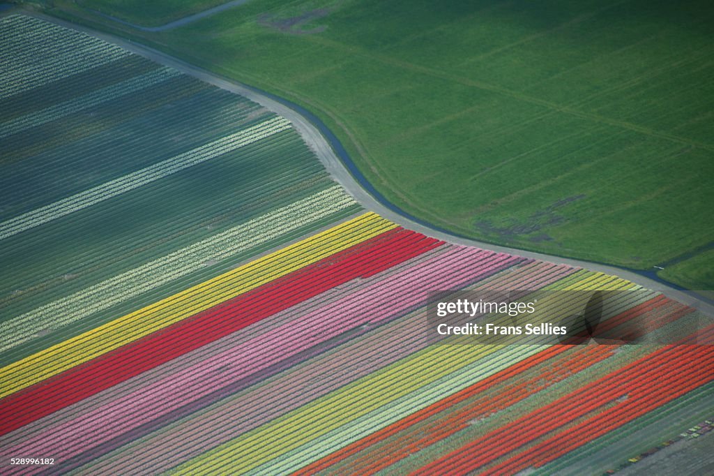 Aerial view of tulip fields in the Netherlands