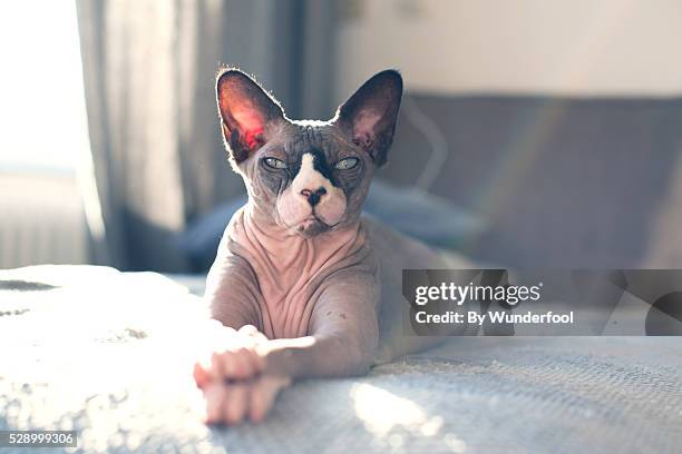 sphynxcat chilling on the couch being lazy with his paws crossed