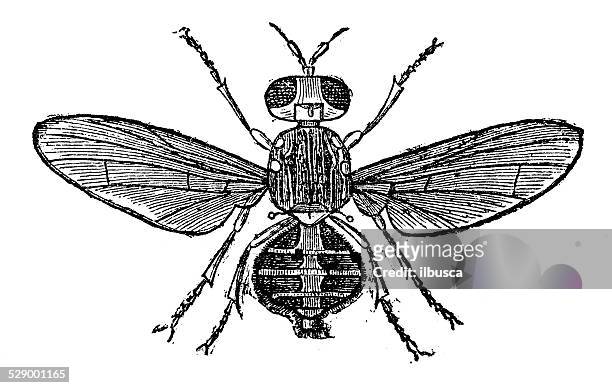 antique illustration of olive fruit fly (bactrocera oleae, dacus oleae) - fruit flies stock illustrations