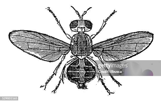 antique illustration of olive fruit fly (bactrocera oleae, dacus oleae) - fruit fly stock illustrations
