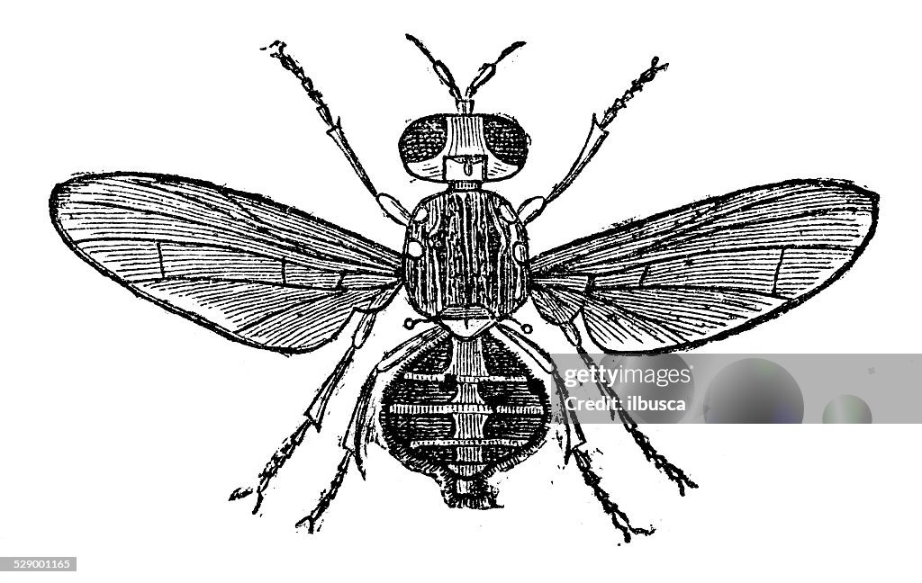 Antique illustration of olive fruit fly (Bactrocera oleae, Dacus oleae)