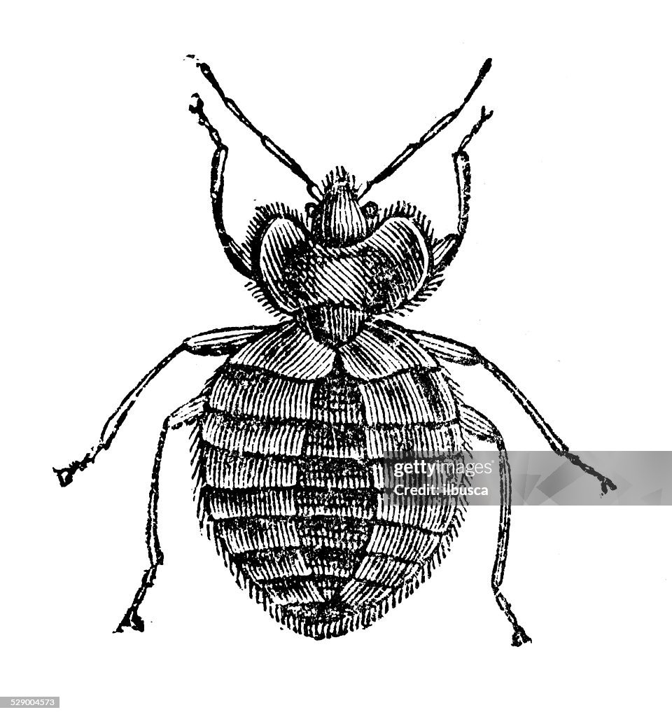 Antique illustration of Bed bug (Cimex lectularius)