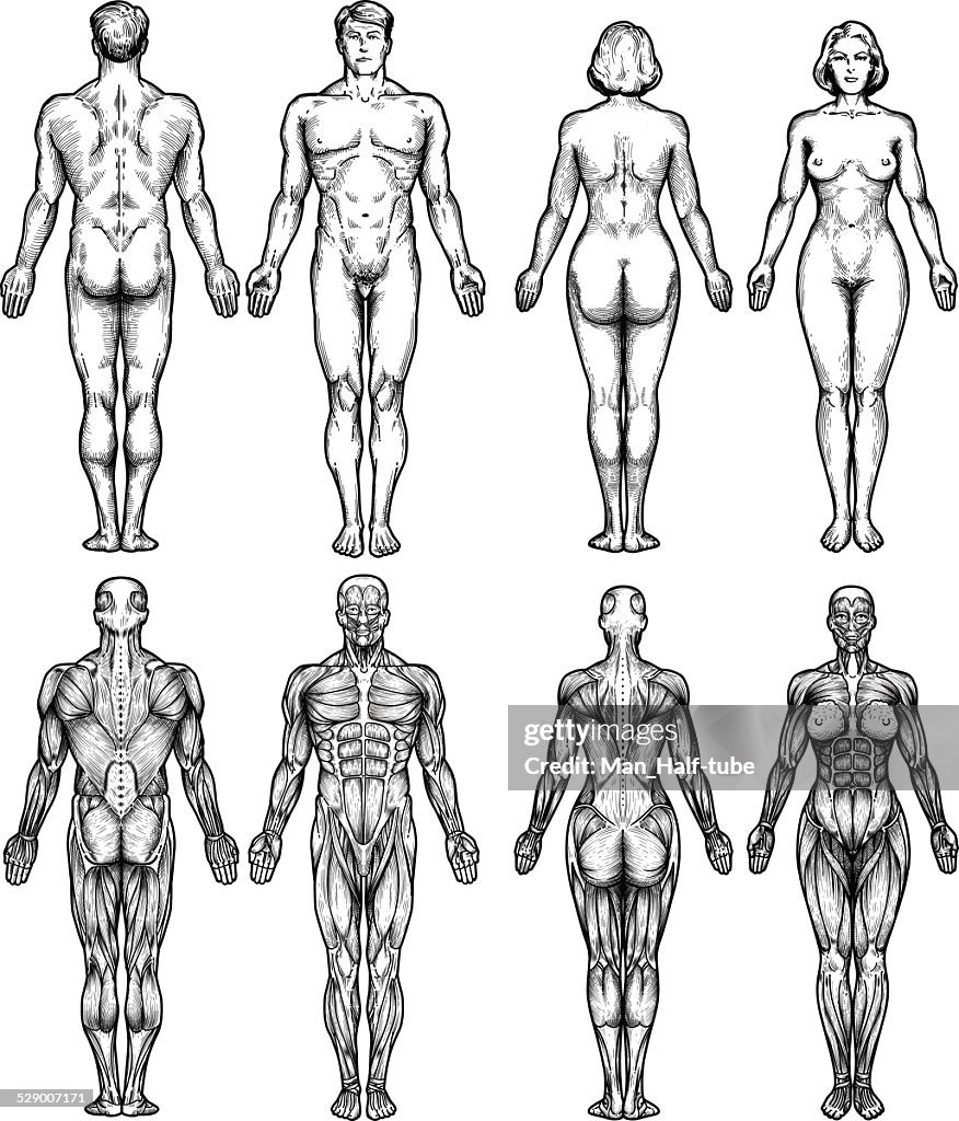 Human body anatomy