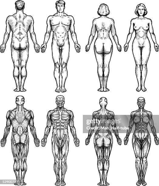 stockillustraties, clipart, cartoons en iconen met human body anatomy - mannelijke gelijkenis