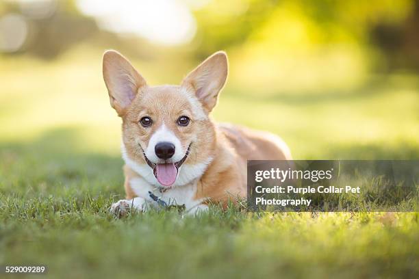 pembroke welsh corgi puppy resting in grass - pure bred dog stock pictures, royalty-free photos & images