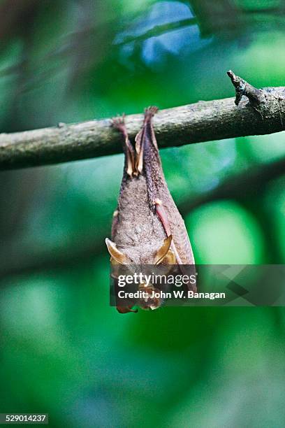 horse shoe bat, sepilok, sabah, borneo - 婆羅洲島 個照片及圖片檔