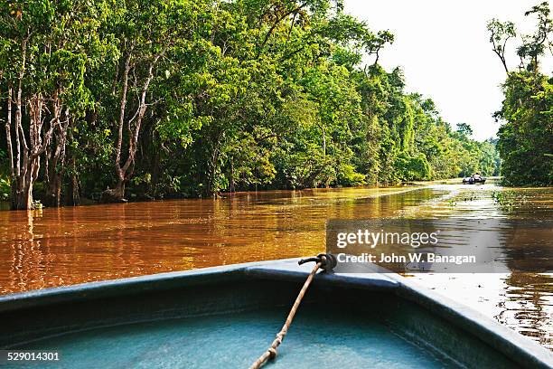 the kinabatangan river, sabah, malaysia - backwater stock pictures, royalty-free photos & images