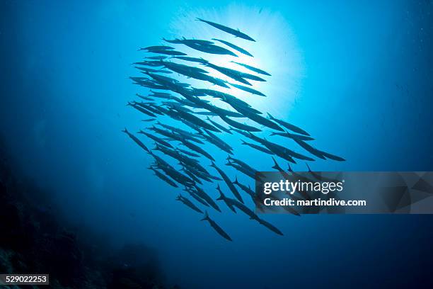 barracudas - barracuda stockfoto's en -beelden