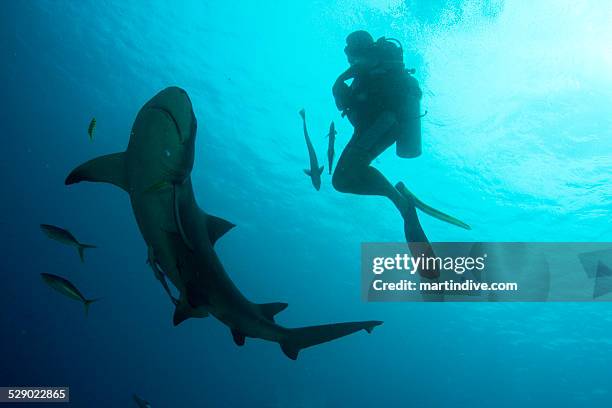 dance with lemon shark - lemon shark stock pictures, royalty-free photos & images