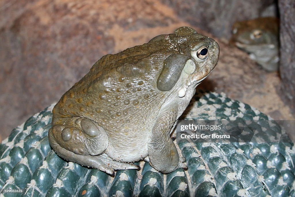 Colorado River toad