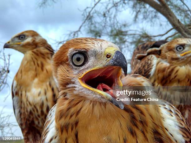 Nestling eyasses seen waiting for their mother falcon on May 07, 2016 in Lebap, Turkmenistan. PHOTOGRAPH BY Feature China /