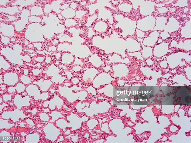Normal Cell View 94 Histology Normal Stock Photos, High-Res Pictures, and Images - Getty ...