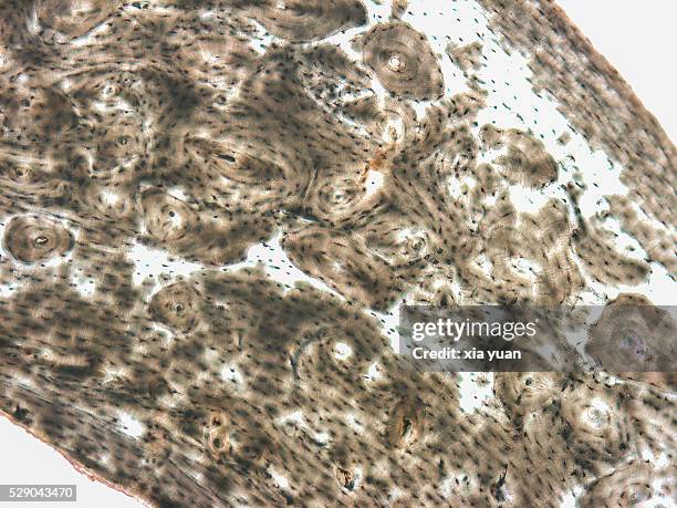 Normal Cell View Histology Normal Photos and Premium High Res Pictures - Getty Images