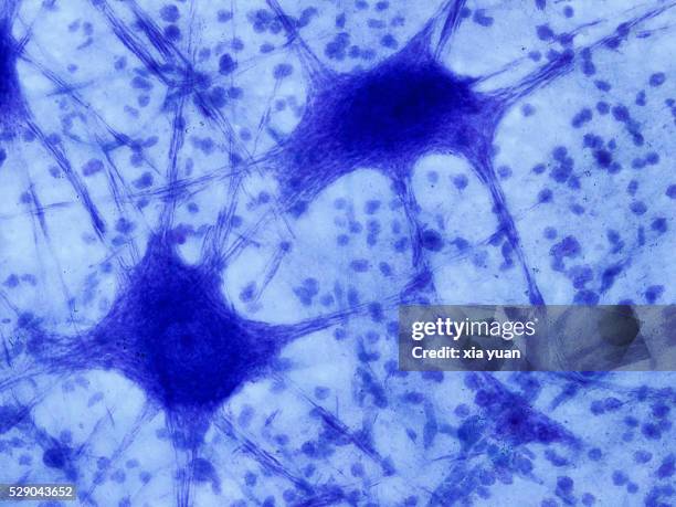 Normal Cell View Histology Normal Photos and Premium High Res Pictures - Getty Images