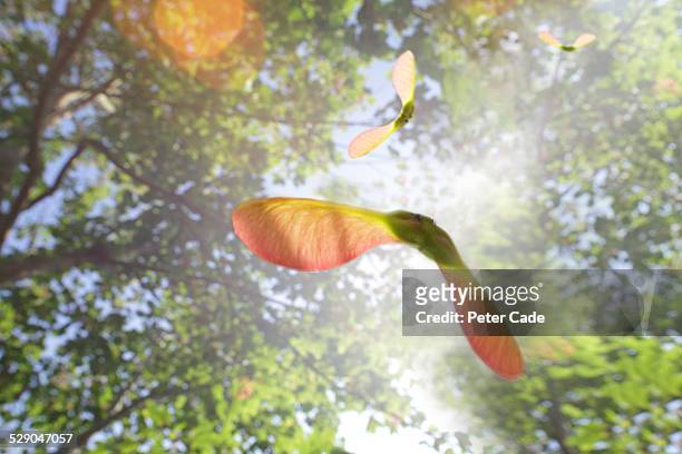 sycamore tree seeds flying through sunny sky - maple tree stockfoto's en -beelden