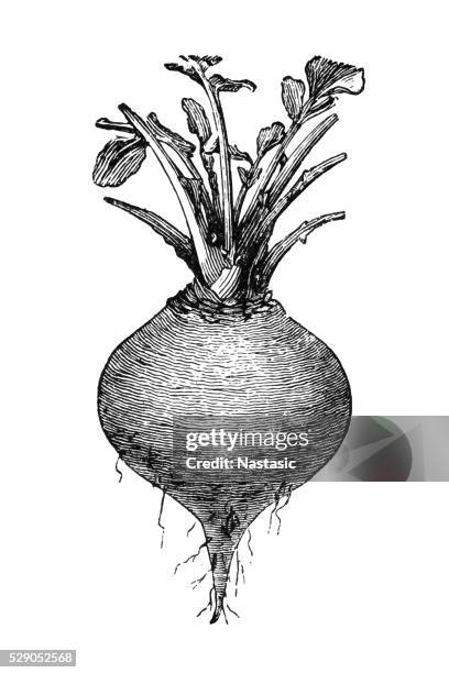 swedish turnip - rutabaga stock illustrations