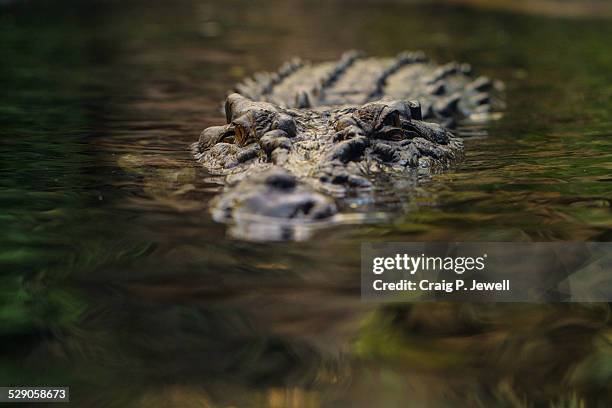 semi-submerged large saltwater crocodile - crocodylus porosus stock pictures, royalty-free photos & images