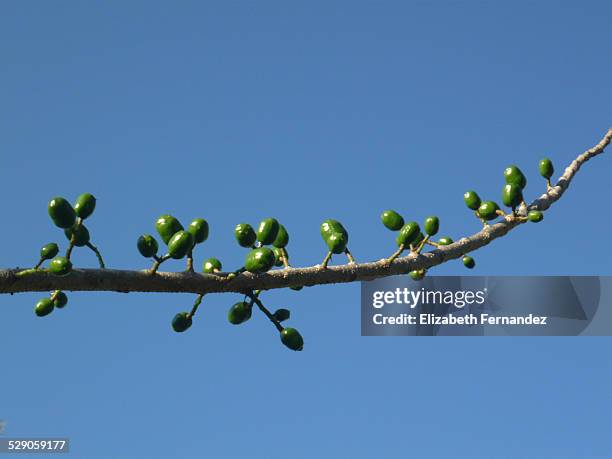 spondias mombin fruit tree - spondias mombin stock pictures, royalty-free photos & images