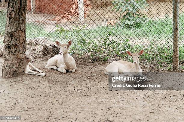 fawns - thailandia stock pictures, royalty-free photos & images