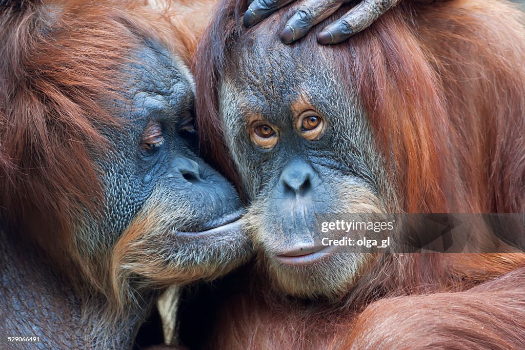 Wild Zärtlichkeit unter den Orang-Utan.