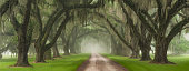Live Oak Tree Tunnel Southern Plantation Entrance Charleston South Carolina
