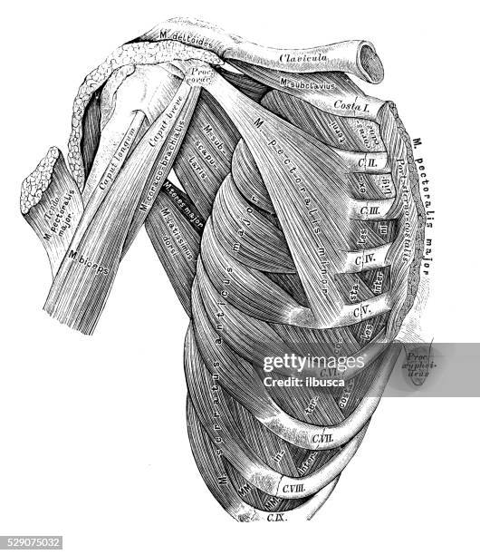 human anatomy scientific illustrations: thorax muscles - anatomy of neck muscles stock illustrations