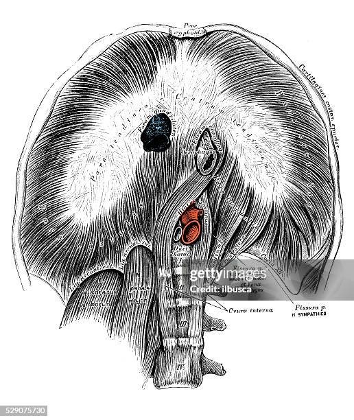 stockillustraties, clipart, cartoons en iconen met human anatomy scientific illustrations: thoracic diaphragm - diafragma