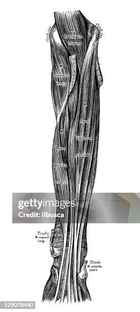 Inner Forearm Layout.pdf Inner Forearm Photos and Premium High Res Pictures - Getty Images