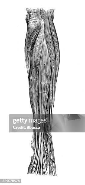 Inner Forearm Layout.pdf 220 Inner Forearm Stock Photos, High-Res Pictures, and Images - Getty ...