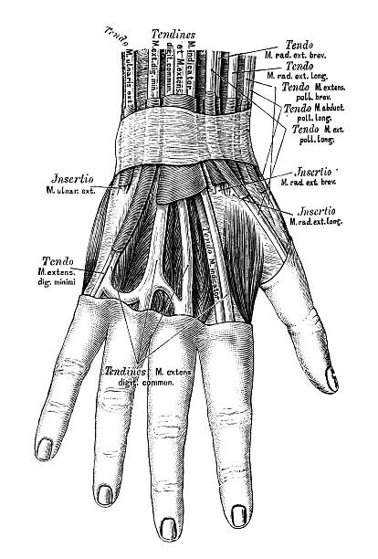 Human Male Hand Male Human Anatomy Diagram Photos and Premium High Res Pictures - Getty ...