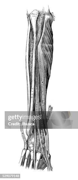 Inner Forearm Layout.pdf 220 Inner Forearm Stock Photos, High-Res Pictures, and Images - Getty ...