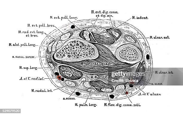 ilustraciones, imágenes clip art, dibujos animados e iconos de stock de ilustraciones científicas de anatomía humana: antebrazo los músculos - radio hueso del brazo