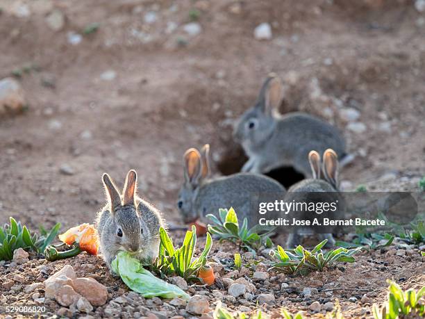 Desert Cottontail Rabbit Photos et images de collection - Getty Images