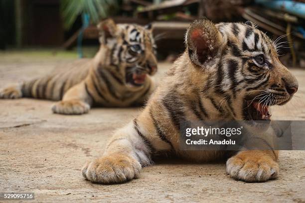 Two Bengal tiger cubs , which were born 13 days ago, are seen at the Zoo Mangkang in Semarang, Java Central, Indonesia, on May 8, 2016. Two Bengal...